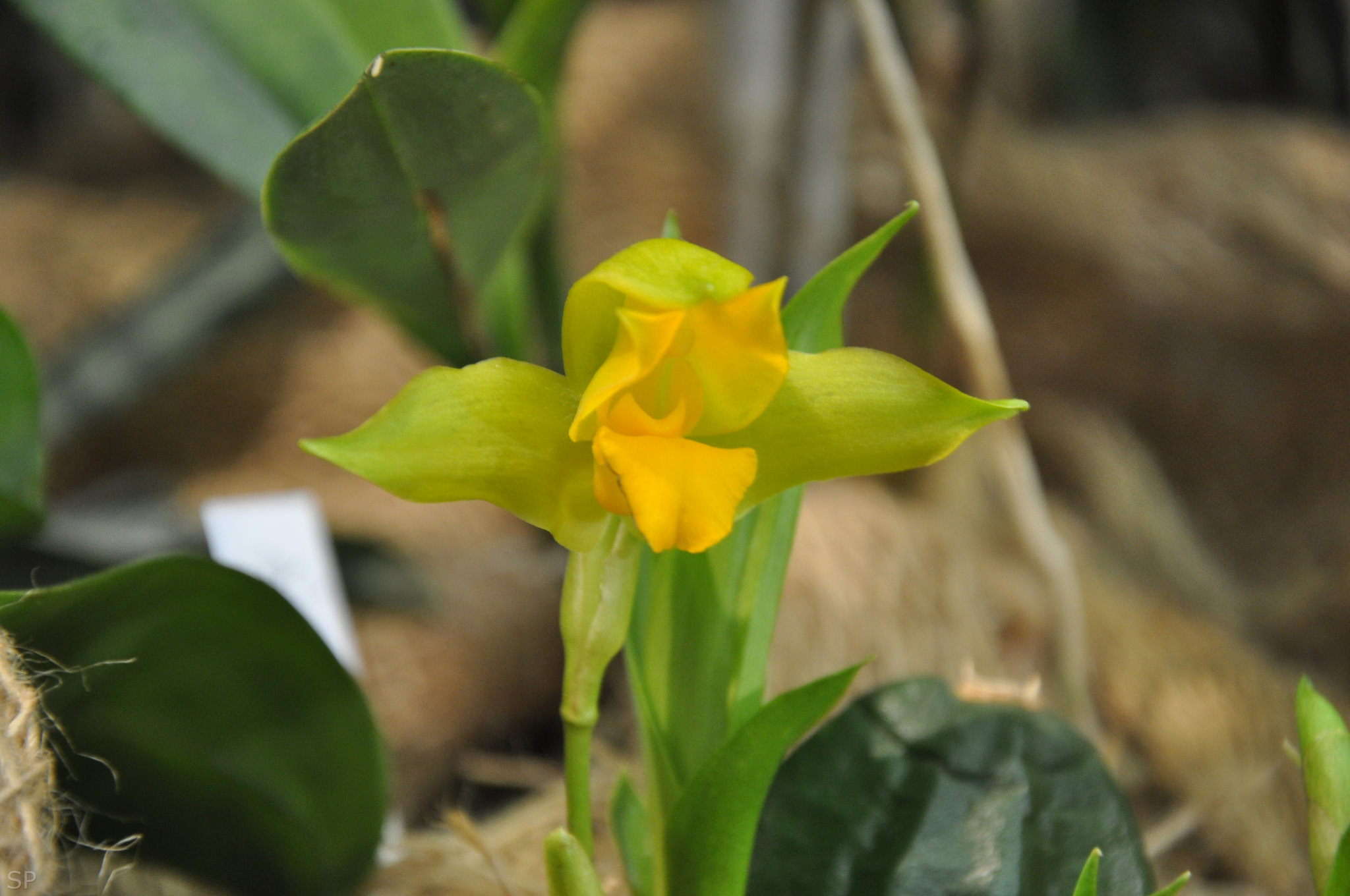 Lycaste consobrina